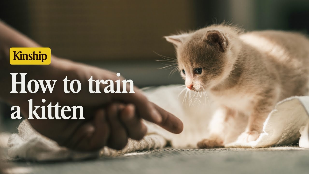 How to Train Your Kitten (Yes, It&rsquo;s Possible!)