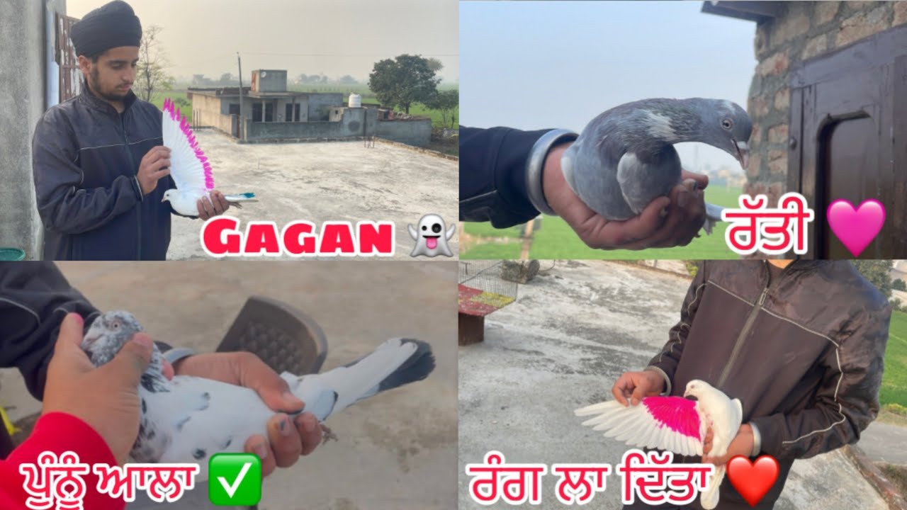ਲਓ ਜੀ ਅੱਜ 7-8 new baby pigeons🕊️ਦੇ ਰੰਗ ਲਾਇਆ || ਤੇ Gagan ਦੇ ਕਬੂਤਰਾਂ ਦਾ ਸ਼ੌਂਕ ਕਰਾਇਆ ✅|| @KaranMajheala