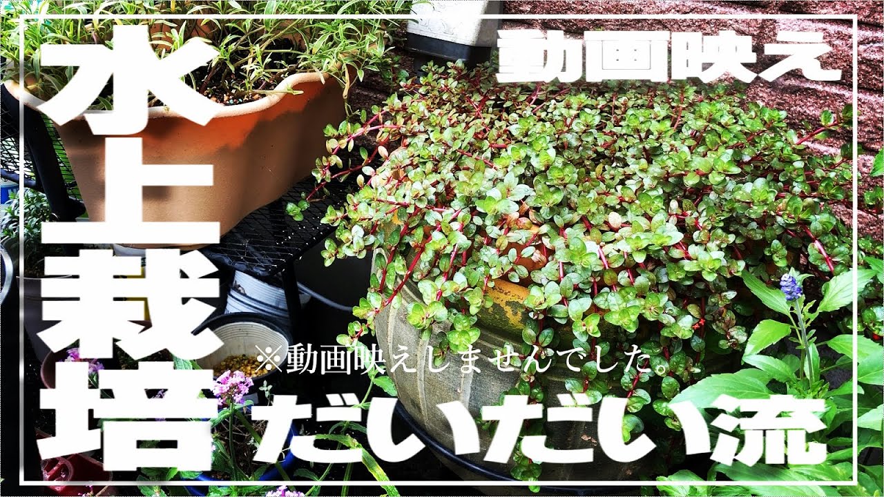 【ｱｸｱﾘｳﾑ】水上栽培1〜15週間の記録【立派に育ちました】