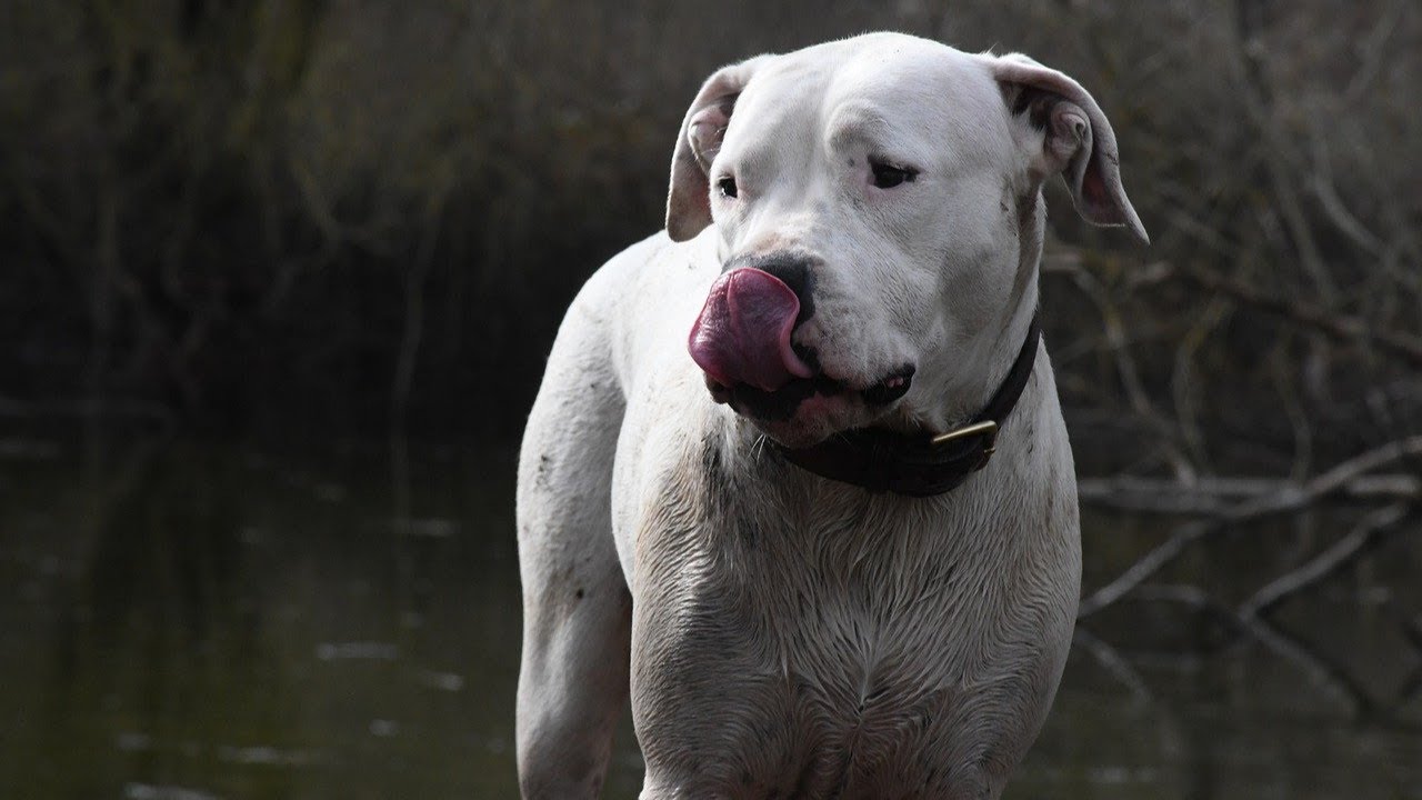 Dogo Argentin : Découvrez les Avantages et Inconvénients de Cette Race Puissante et Loyale
