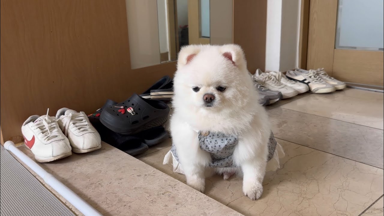 현관에 두고 까맣게 잊어버렸더니 강아지 반응이..
