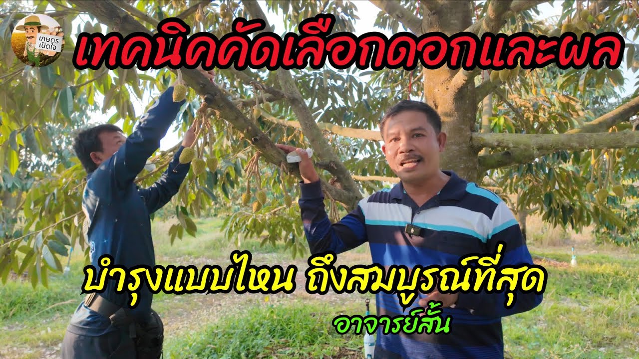 คัดเลือกผล ให้โตสมบูรณ์ ใช้เทคนิคไหน ใช้กลุ่มไหนบำรุง ให้สมบูรณ์ที่สุด | อาจารย์สั้น