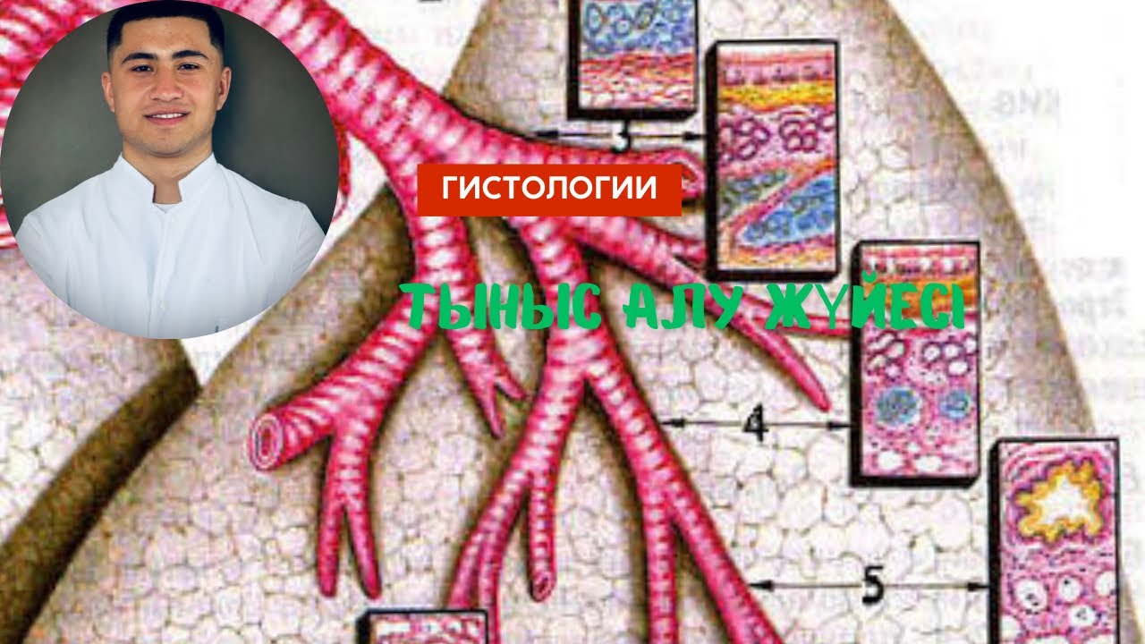 Тыныс алу жүйесі гистологиясы 