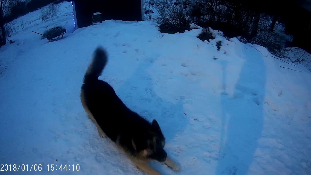 German Shepherd Alaskan Malamute mix playing