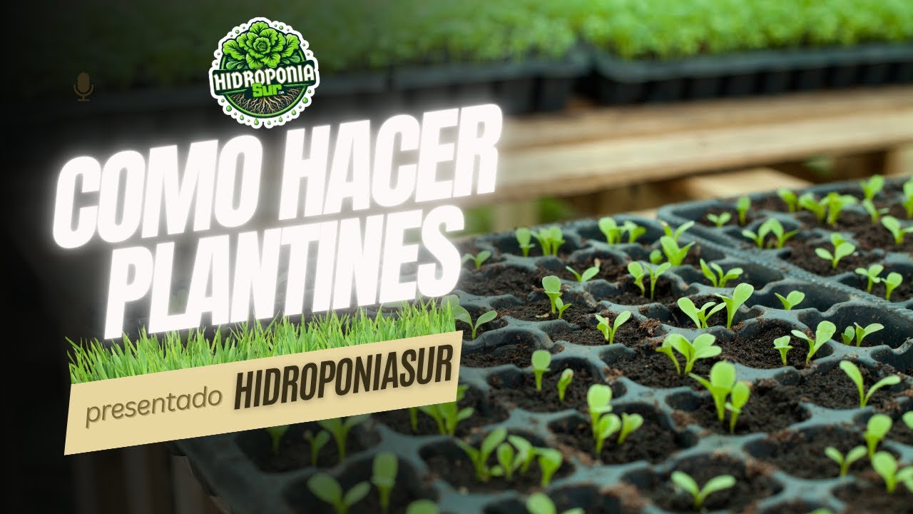 Cómo Hacer Plantines de Lechuga 🥬 | Hidroponía y Cultivo Tradicional Paso a Paso