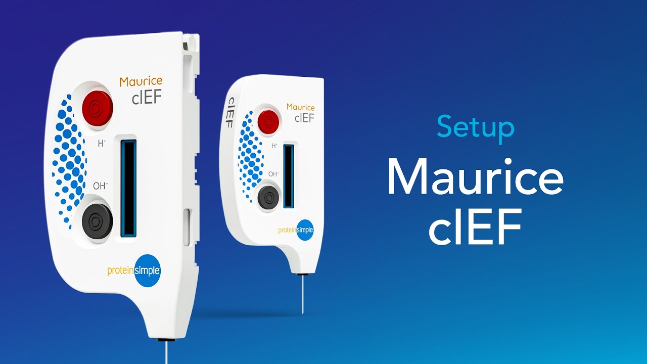 How to set up a Maurice capillary isoelectric focusing (cIEF) assay