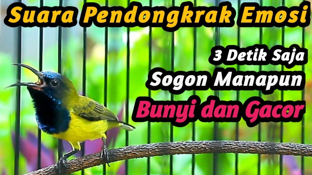 PANCINGAN SOGON TROTOL GACOR DOR LANGSUNG EMOSI, SOGON NGERIWIK AUTO NEMBAK FULL ISIAN DIBONGKAR