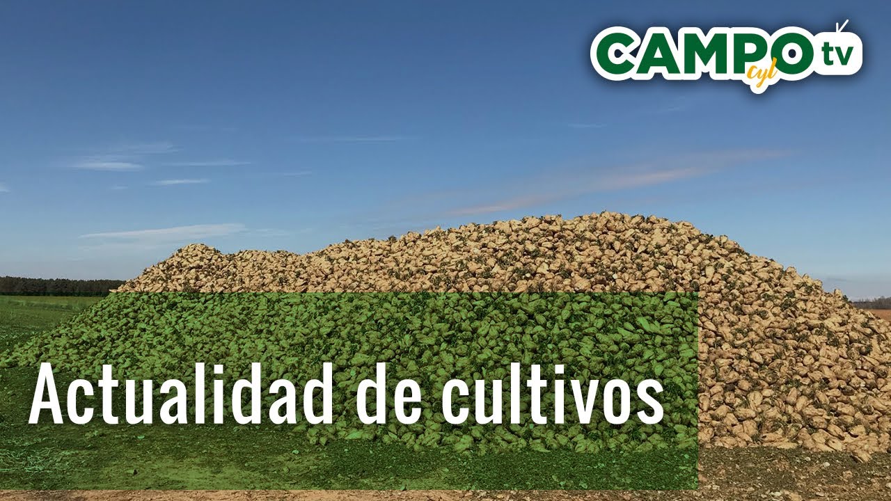 Actualidad cultivos de Castilla y León | Directo al Campo