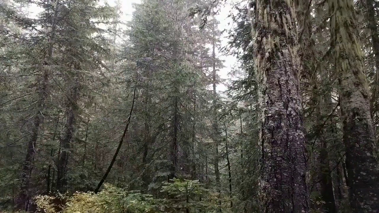 Squamish Legend The Flood