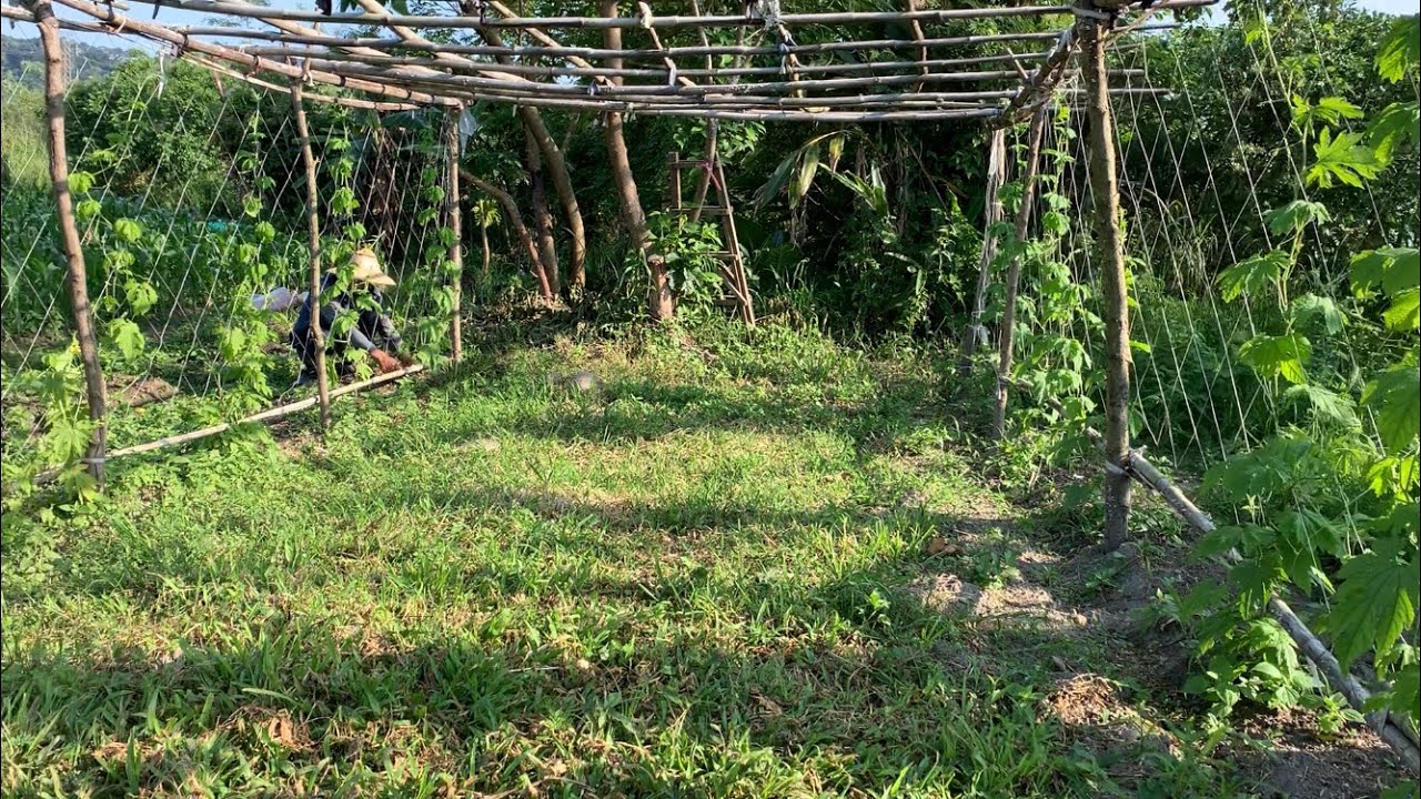 種苦瓜 | 修剪與取捨～施肥技巧～藤蔓壯果實多而大