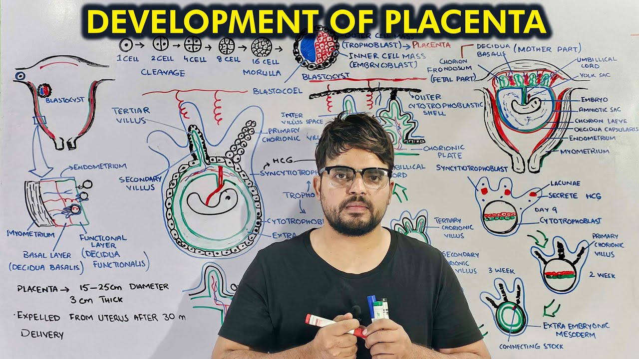 Development Of Placenta