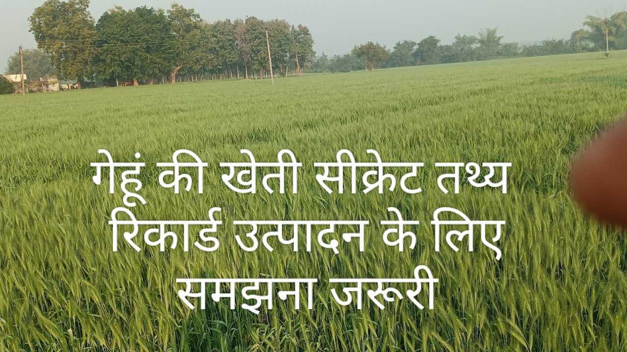 गेहूं की खेती पर सीक्रेट तथ्य रिकॉर्ड उत्पादन के लिए समझना बहुत जरूरी 