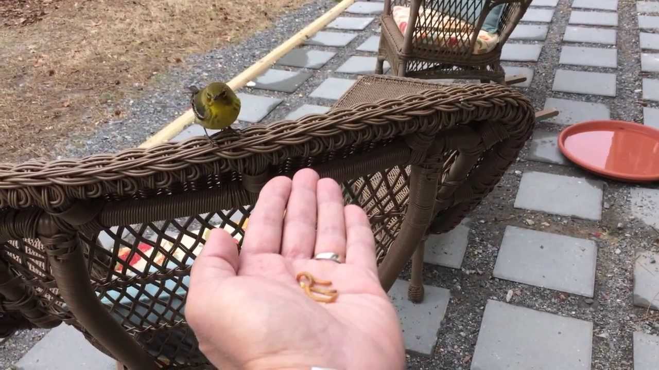 Pine Warbler