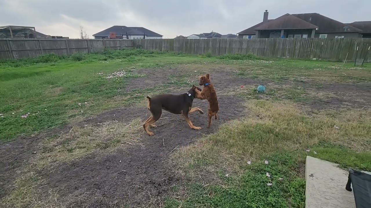 Ryder Day 4 update