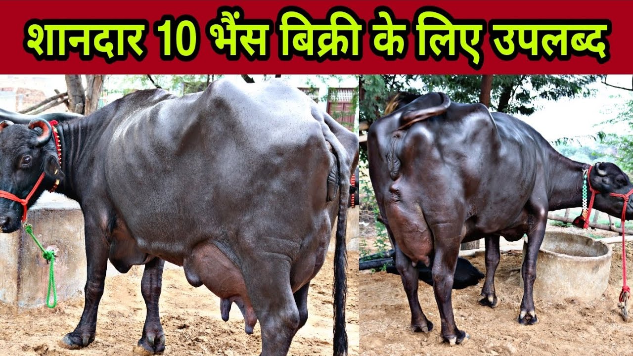 FOR SALE- Buffaloes 12 to 28 kg milk Capacity. 10 Buffaloes available at Pandwan, District-Dadri,HR