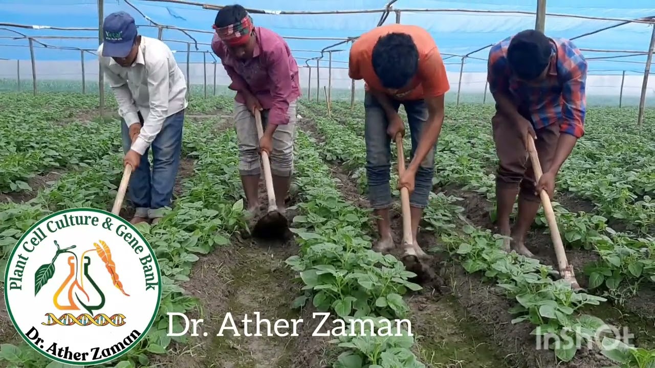 Earthing up and loosening the soil during growing period of Potato plants are extremely important..
