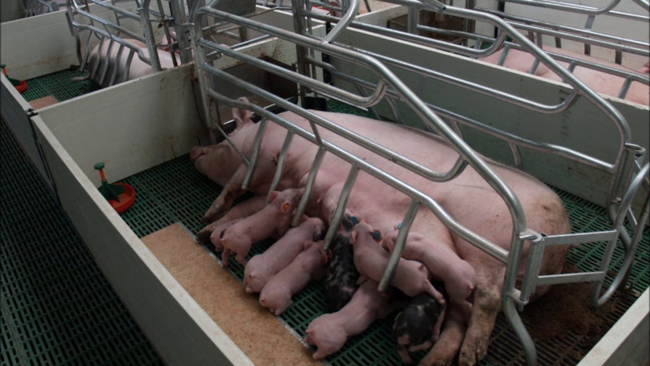 Jaulas maternidad para granjas de cerdas EUROGAN / Farrowing crates EUROGAN (pig farms)