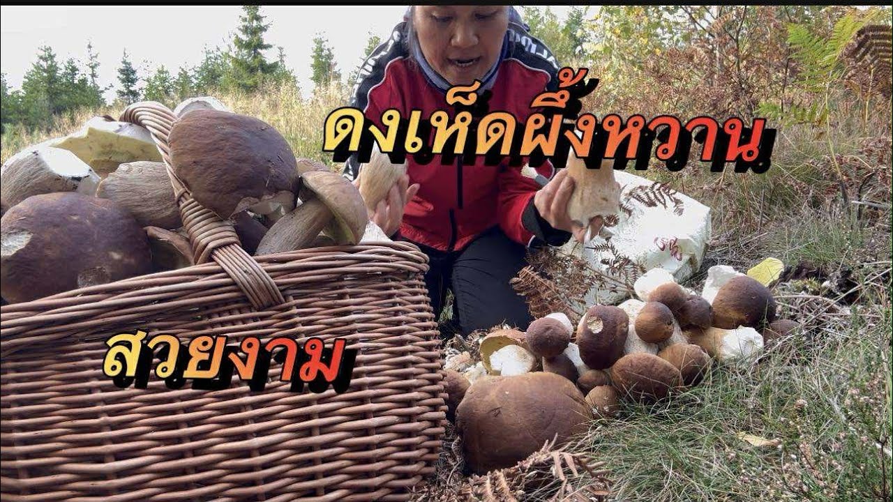 โพ้โพ้มักเห็ดผึ้งหวาน กลุ่มเดียวเก็บเป็นร้อดอก ปีนี้ขึ้นเยอะมากทุกคน