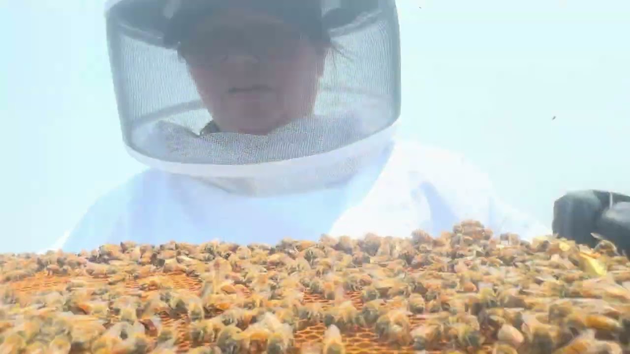 4th Hive Inspection 6/7/25