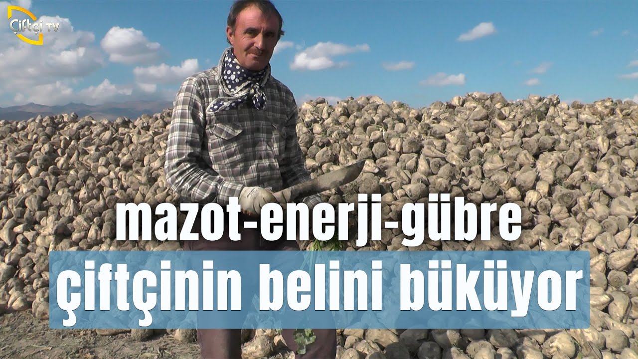 Dane ve Silajlık Mısır Üretiminde Dikkat Edilmesi Gerekenler! - Çiftçinin Seyir Defteri