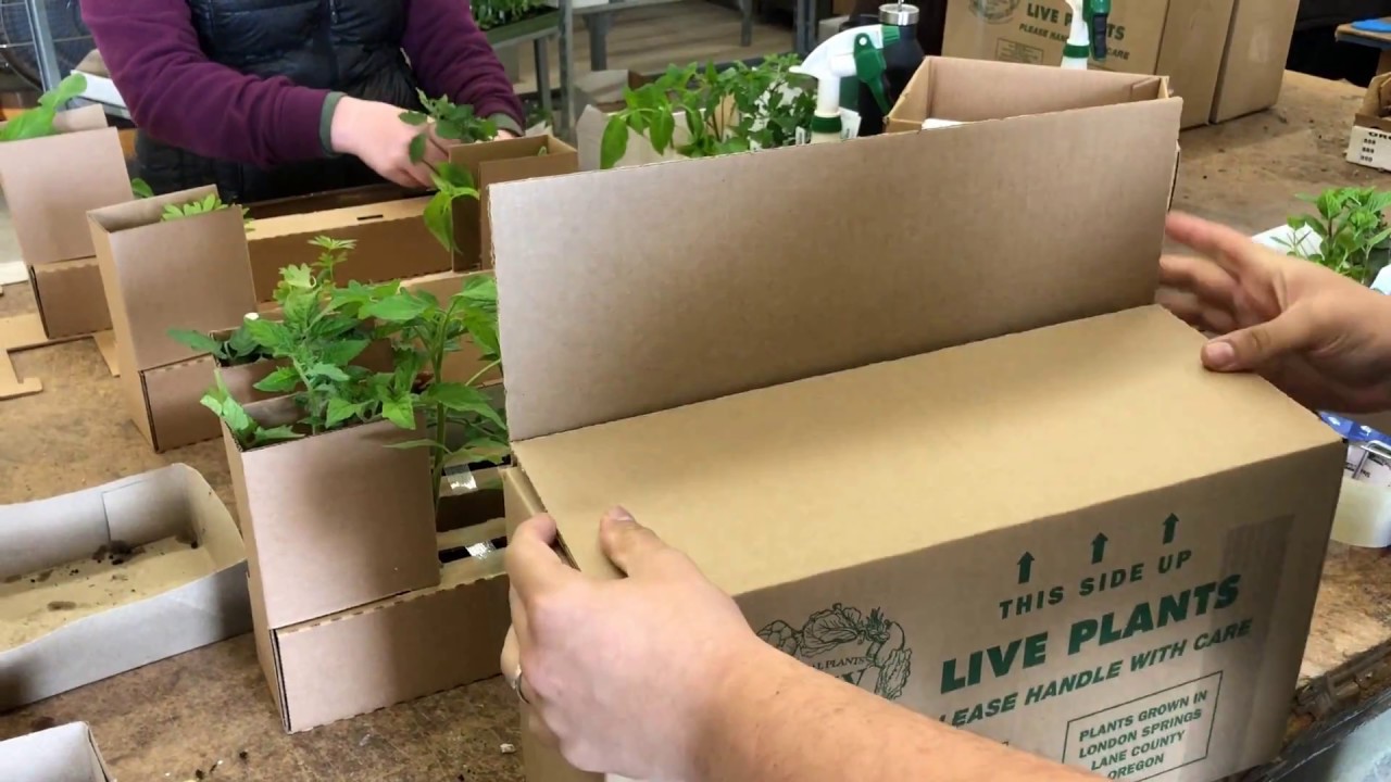 Brawny Boxes for Perfect Plant Shipping
