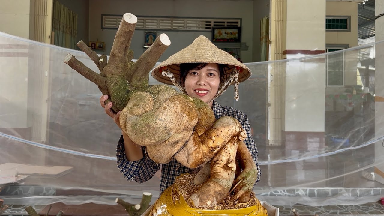 Nhà vườn Hương Đoàn giao lưu phôi hoa giấy mỹ, cây đẹp, đế đặc nhiều dáng quái giao hàng toàn quốc