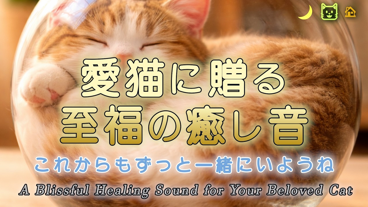【День кошек】12 часов блаженного звука исцеления для вашего любимого кота