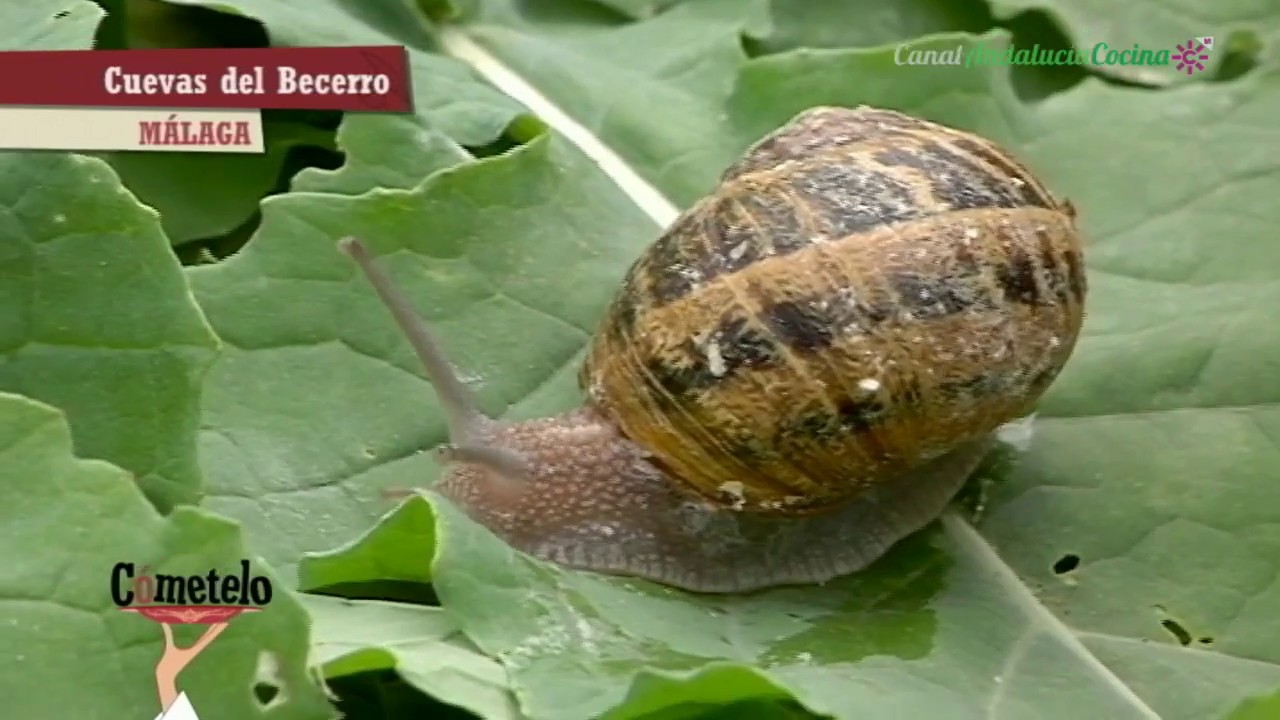 Paté de caracol de El Petit Gris. Cuevas del Becerro, Málaga