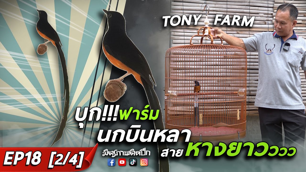 บุกฟาร์มนกบินหลา สายหางยาว  เบอร์ต้นๆของไทย TONY FARM  l มิตรภาพติดปีก EP18 [2/4]