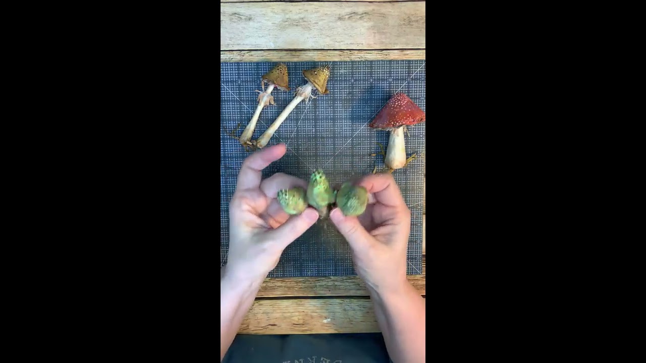 Paper Mushrooms