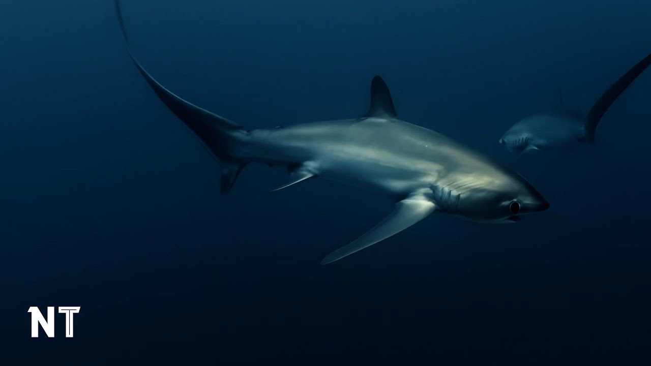 Surrounded by 5 Sharks at arm's length