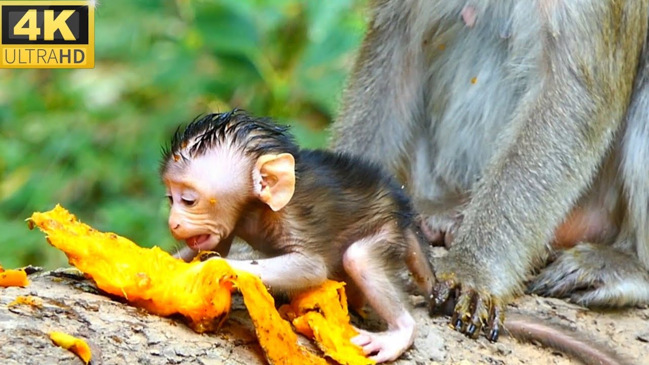 F168-88- Just a few days the baby still doesn't know how to eat, but the mother doesn't train her.
