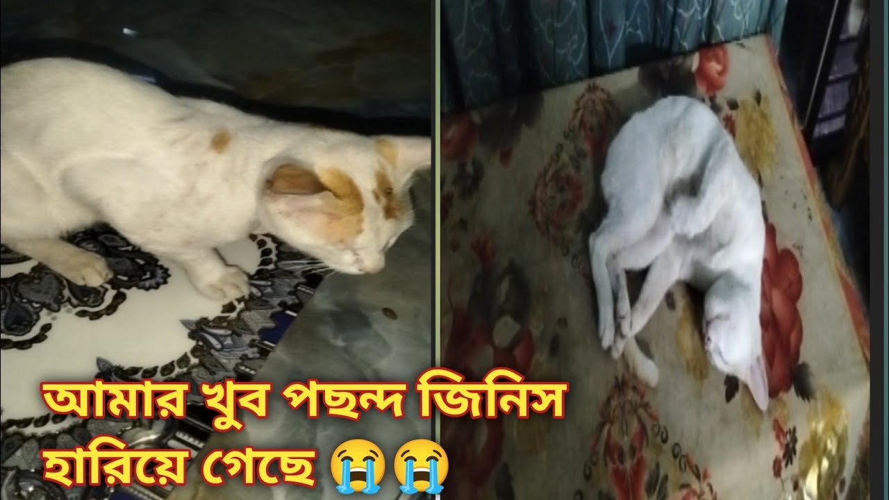 আমার প্রিয় মিনু হারিয়ে গেছে 😭😭। বিড়াল কোথাও খুঁজে পাইনাই। 