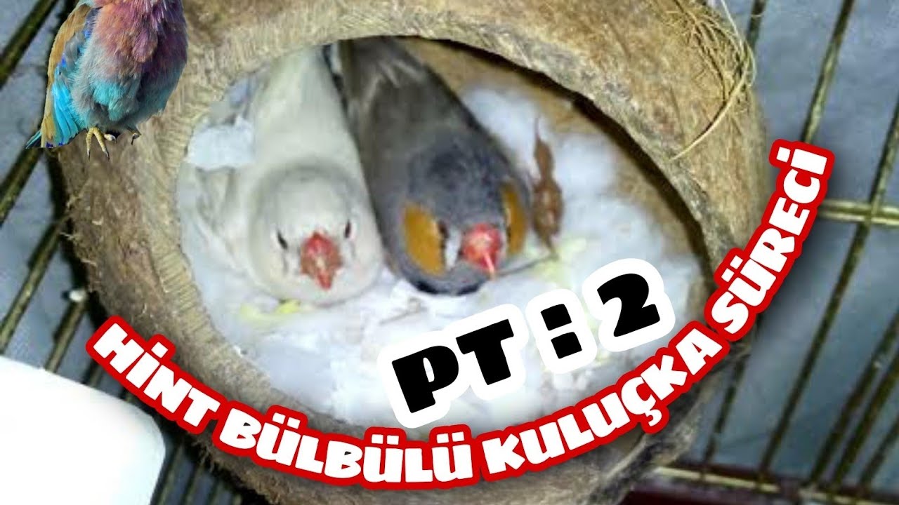 HİNT BÜLBÜLÜ KULUÇKA SÜRECİ  PT;2