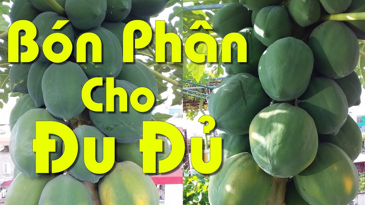 Cách Bón Phân Cho Cây Đu Đủ Đậu Nhiều Quả, Quả Ngọt Và Bền Cây