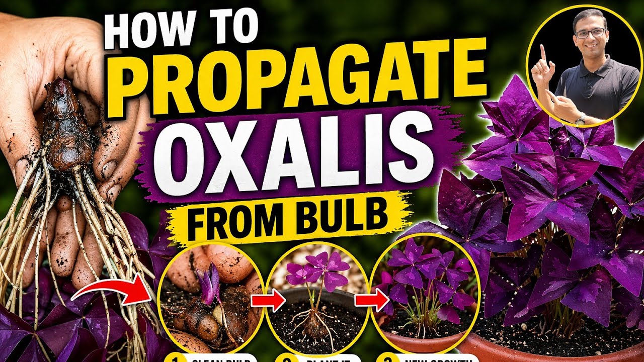 how to grow oxalis plant from bulb | oxalis plant  care ,Best soil mix ,Fertilizer, light & water