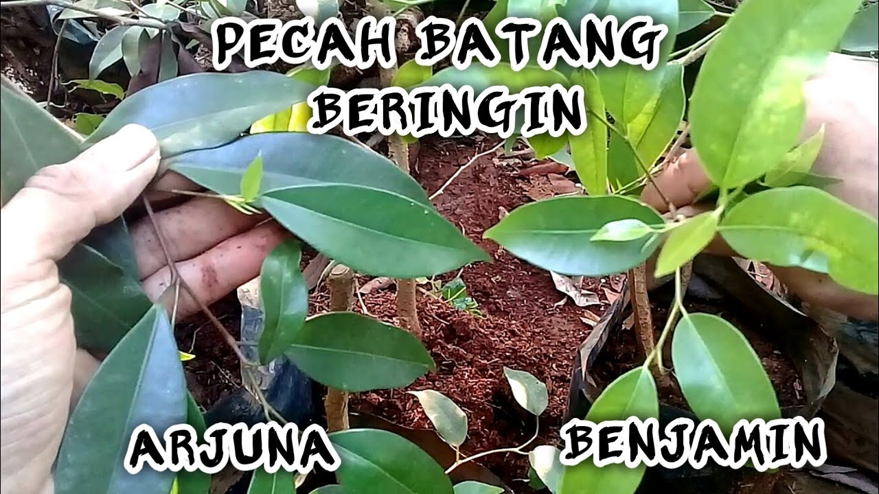 Pecah Batang Bahan Bonsai Beringin Arjuna Dan Beringin Benjamin