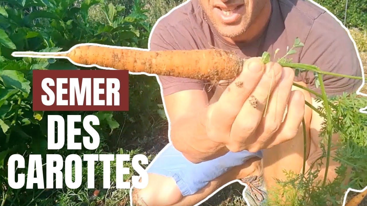 Tuto jardin - Comment semer des carottes