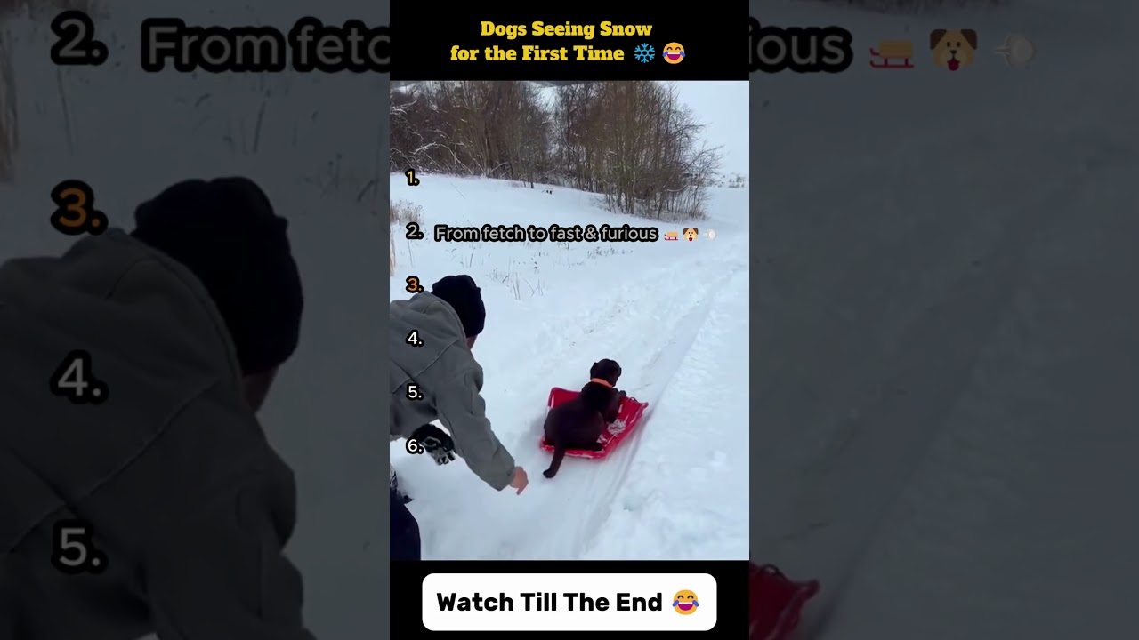 Dogs Seeing Snow for the First Time ❄️😂 | Funny Dogs Enjoying Snow