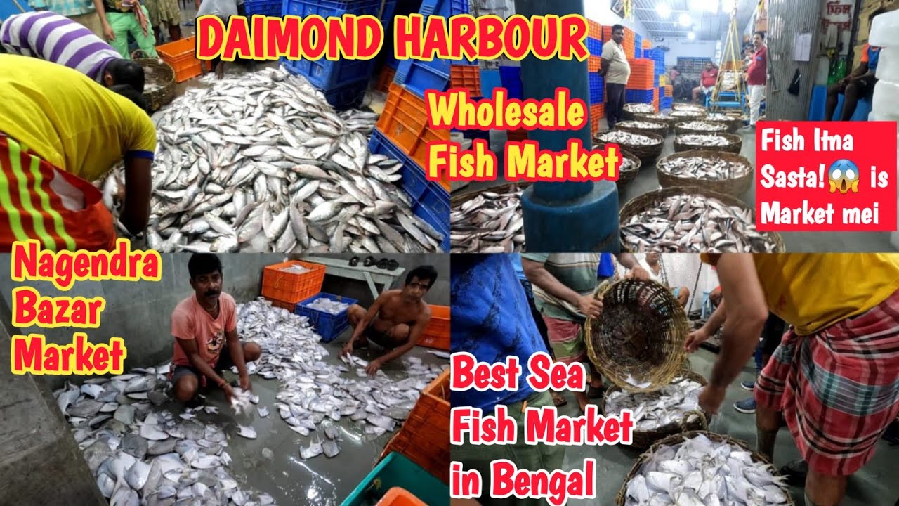 Nagendra Bazar Fish Market| Largest Wholesale Fish Market In Daimond Harbour|Traveling 2 day|