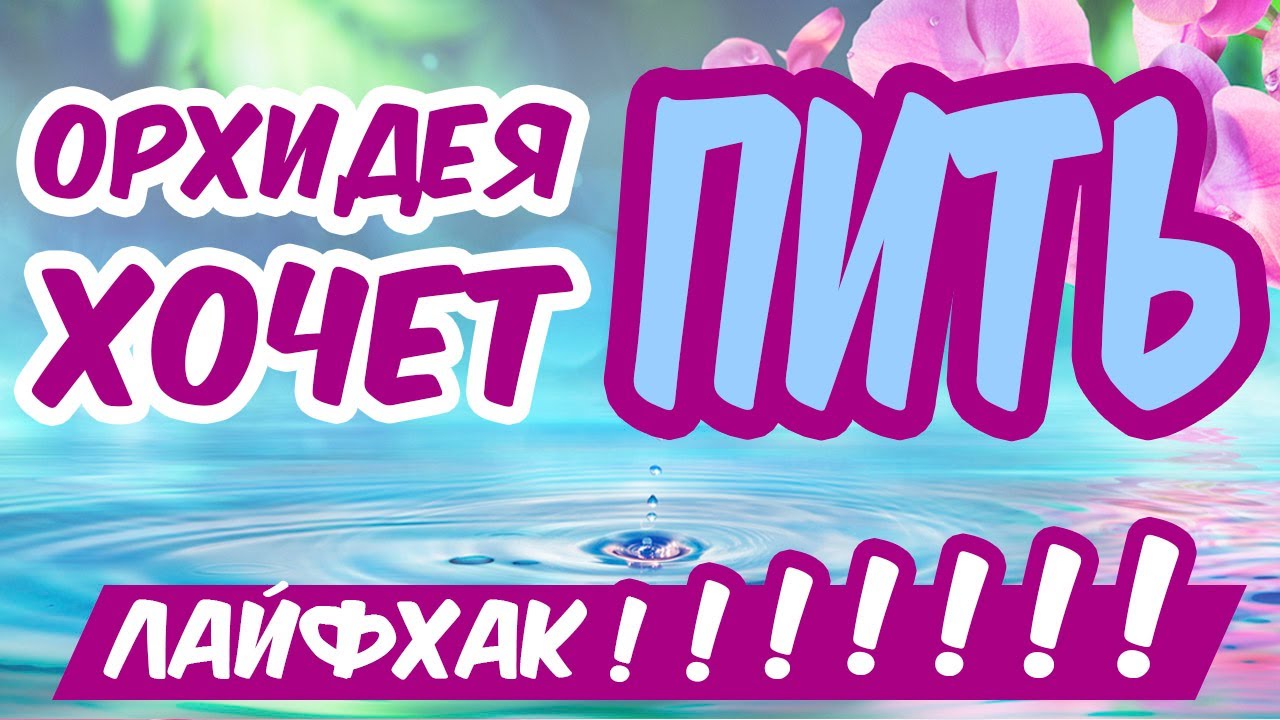 ОРХИДЕЯ БУДЕТ ЦВЕСТИ КРУГЛЫЙ ГОД! Как часто поливать орхидею - лайфхак ПЫШНОГО ЦВЕТЕНИЯ!