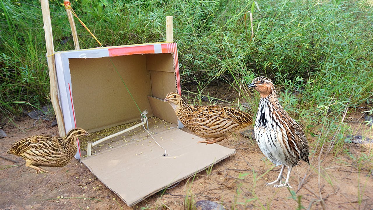 Amazing Quick Unique Quail Bird Trap Make From A Box / How To Make A Bird Trap Work 100%