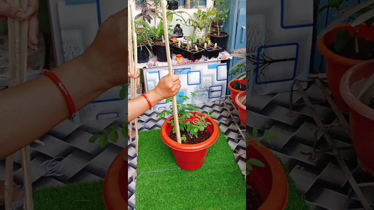 &ldquo;Your Aparajita Plant Needs This Trellis!|Simple DIY Support Idea&rdquo; #diy #garden #plants #aprajita
