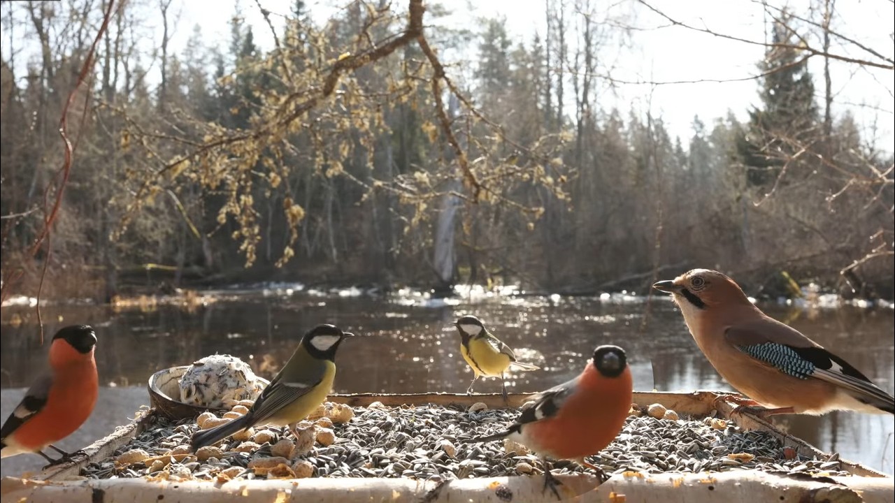 🔴 Forest Bird Feeder | Relaxing Nature Sounds from the Forest [ 2026/3/21 ]