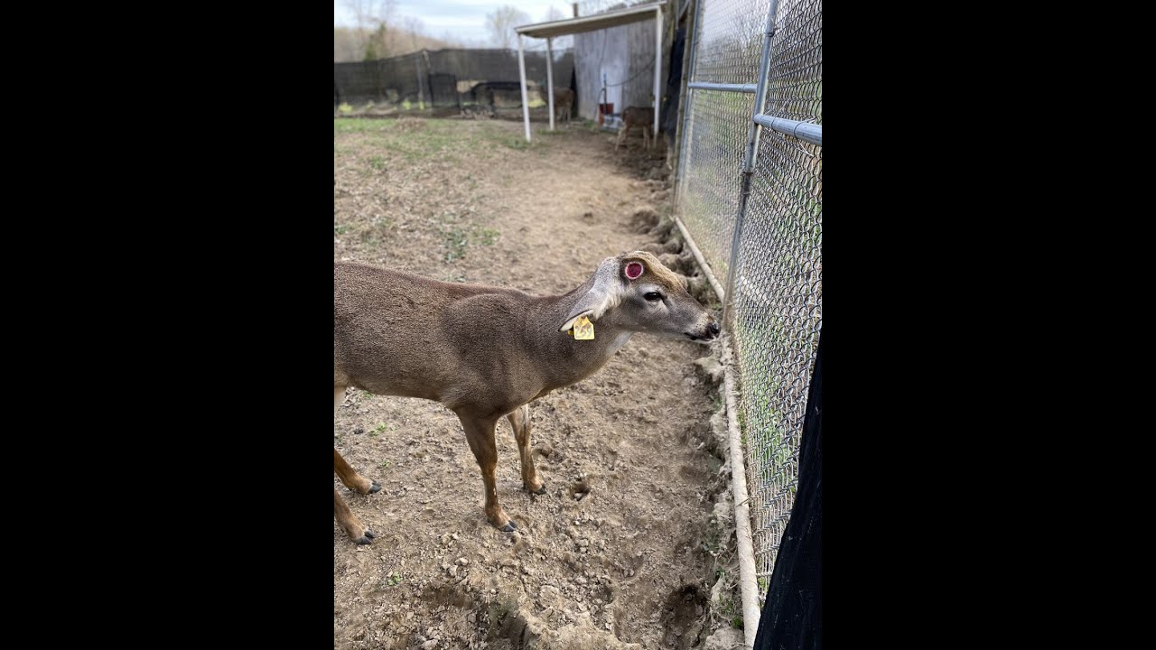 Shed buck grunt snort wheezing