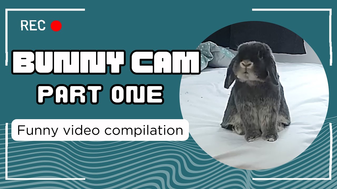 Funny Bunny Moments Caught on Pet Security Camera Compilation!
