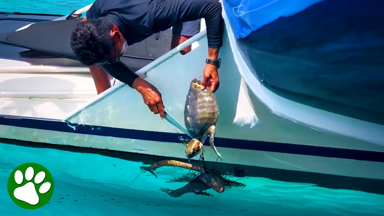 Hero rescues baby turtle from a terrible fate 🙏