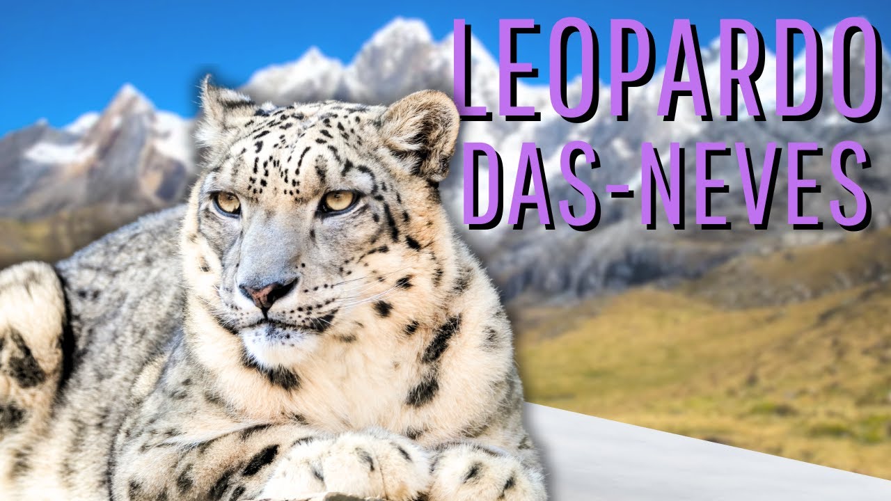 O FELINO FANTASMA DAS MONTANHAS