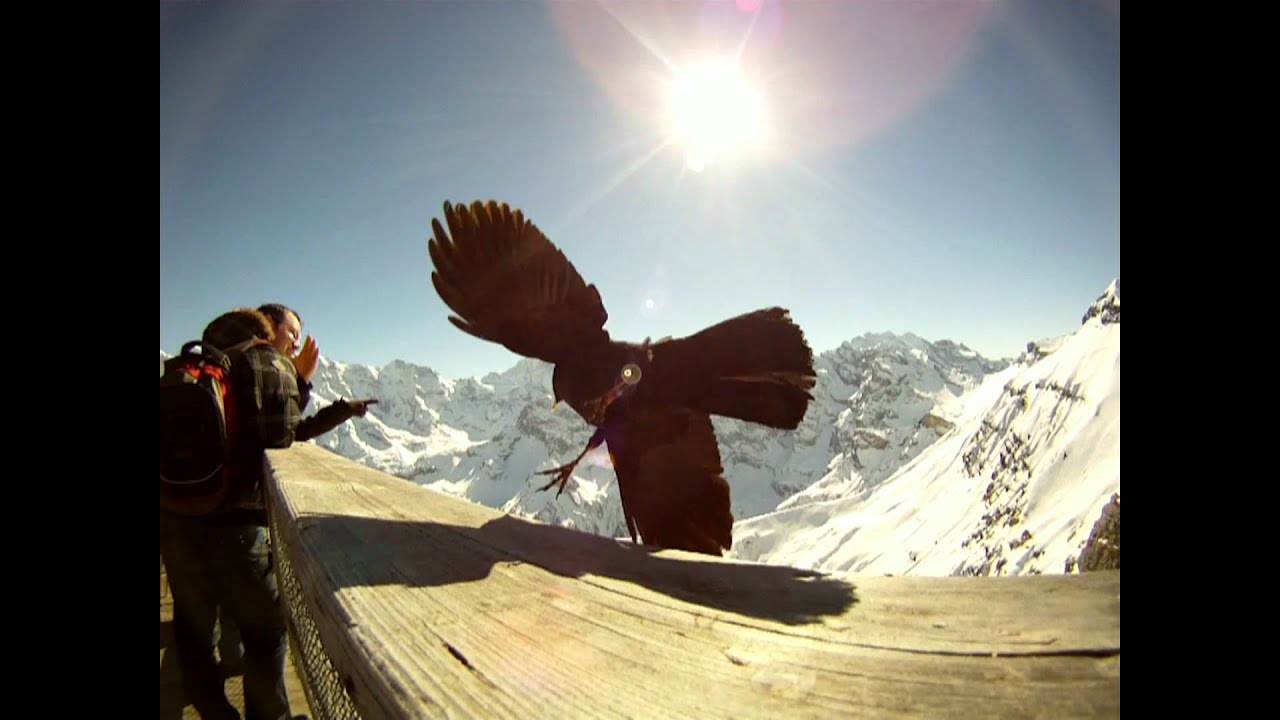 Departing bird in 0.5 sec (Alpine Chough), slow motion