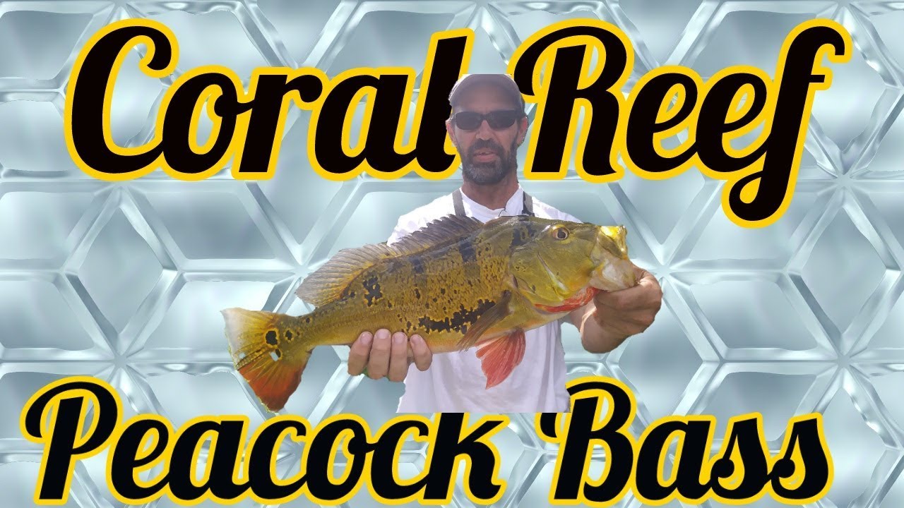 Coral Reef Peacock Bass - Ft. Jupiter George Fishing